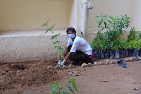 Tree Plantation  